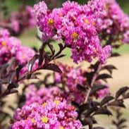 Crape Myrtle 'Delta Fuchsia' - 3 Gallon - #32251