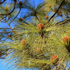 Pine 'Canary Island' - 5 Gallon - #31151
