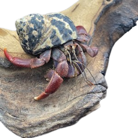 Assorted Native Shell Hermit Crab - #31105