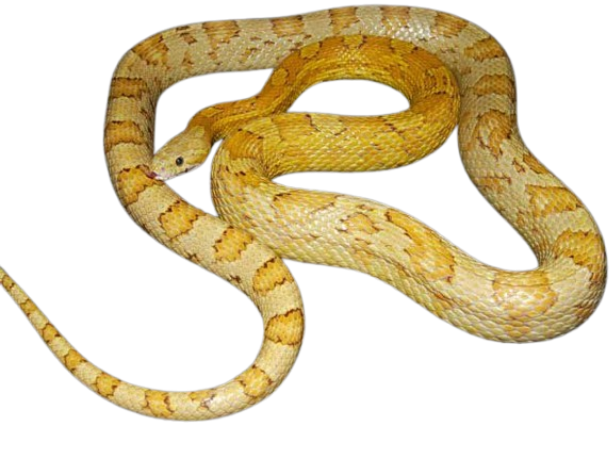 Corn Snake