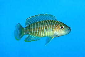 Assorted African and American Cichlids