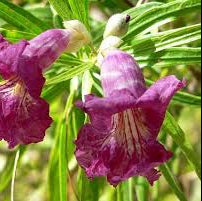 Rio Salado Desert Willow - 25 Gallon