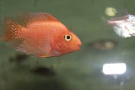 Assorted African and American Cichlids