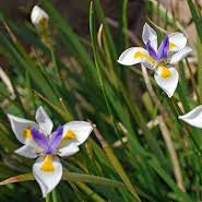 African Iris Fortnight Lily - 1 Gallon - #32943