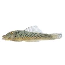 Assorted Plecostomus