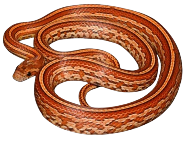 Corn Snake