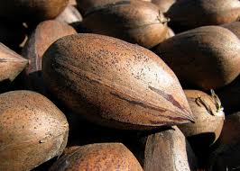 Desirable Pecan - 7 Gallon - #32731