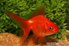Fancy Goldfish - #28177