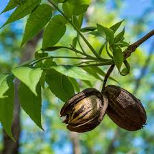 Pawnee Pecan - 7 Gallon - #32730