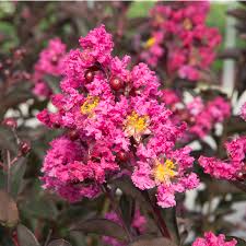 Crape Myrtle 'Delta Fusion' - 3 Gallon - #32278