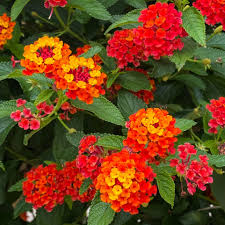 Lantana 'Radiation' - 1 Gallon - #27369