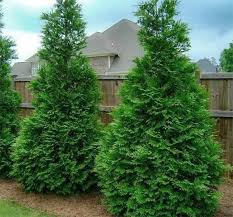 Green Giant Arborvitae Thuja - 15 Gallon - #32824