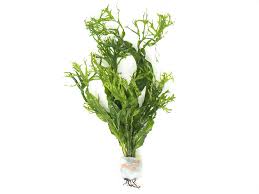 Assorted Aquatic Plants
