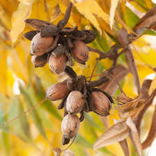 Kiowa Pecan - 7 Gallon - #32732