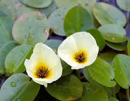 Water Poppy - 1 bunch - #32931