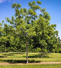 Kiowa Pecan - 7 Gallon - #32732