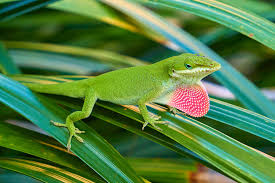 Anole Green/Brown - Feeder Lizards - #30692