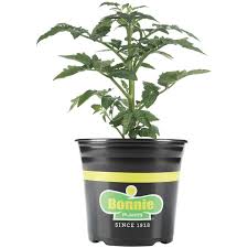 Bonnie 1 Gallon Herb - 1 Gallon - #32058