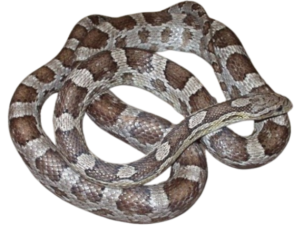Corn Snake