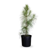 Plant Rental 25 Gallon Plus
