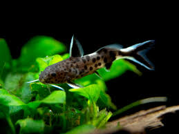 Dwarf Cuckoo Catfish