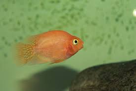Assorted African and American Cichlids