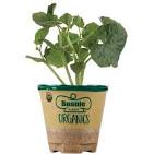 Organic 4.5" Bonnie Veggies, Fruits and Herbs - 4.5" -