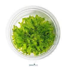 Assorted Aquatic Plants