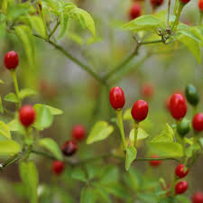 Chiltepin - 2.5 Quart