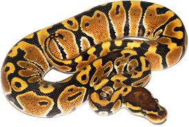 Odium Ball Python - #32451