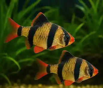Fish Tiger Barbs - Assorted - Small - #29244