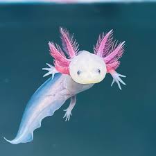 Leucistic Axolotl - #27777