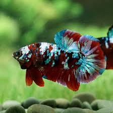 Galaxy Koi Betta - Male - #32639