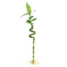 Plant House Lucky Bamboo - Curly - #32272