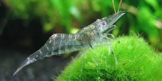 Feeder Shrimp - #32516