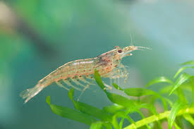 Assorted Amano Shrimp - #32638
