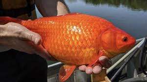Common Goldfish
