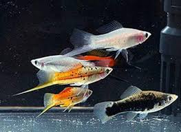 Swordtails Assorted - 12 cm - #27112