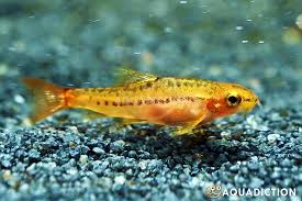 Rosy Loach - #32872