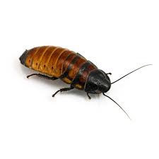 Madagascar Hissing Cockroach - Each - #26321