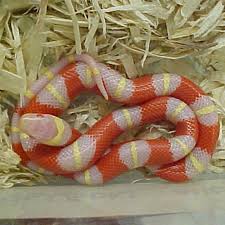 Snake Milk Albino Pueblan x Nelson