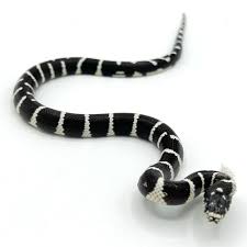 King Snake