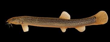 Assorted Dojo Loach - #32641