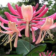 Pink Lemonade Honeysuckle - Staked - 5 Gallon - #30341