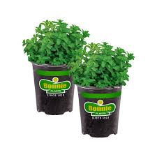 4.5" Bonnie Veggies and Fruits - #32059
