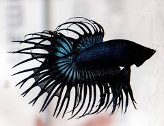Fish Betta Assorted