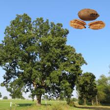 Desirable Pecan - 7 Gallon - #32731