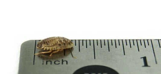 Roaches Dubia Extra Small - 1/4" - Approx. 20 - #32088