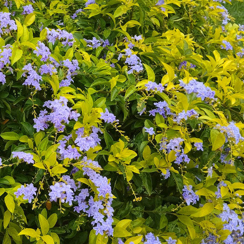 Duranta Blue / Pigeon Berry - 5 Gallon - #31196