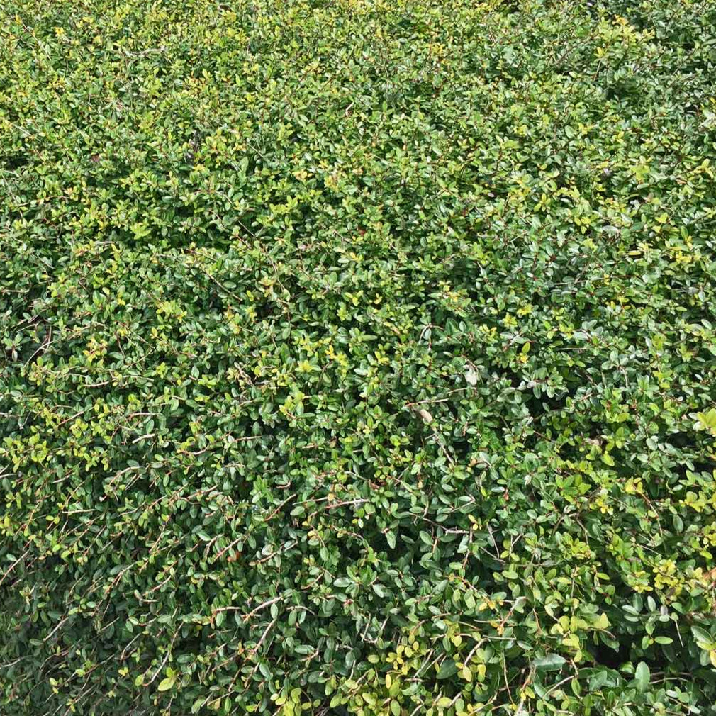 Holly 'Yaupon Stokes Dwarf' - 5 Gallon - #565